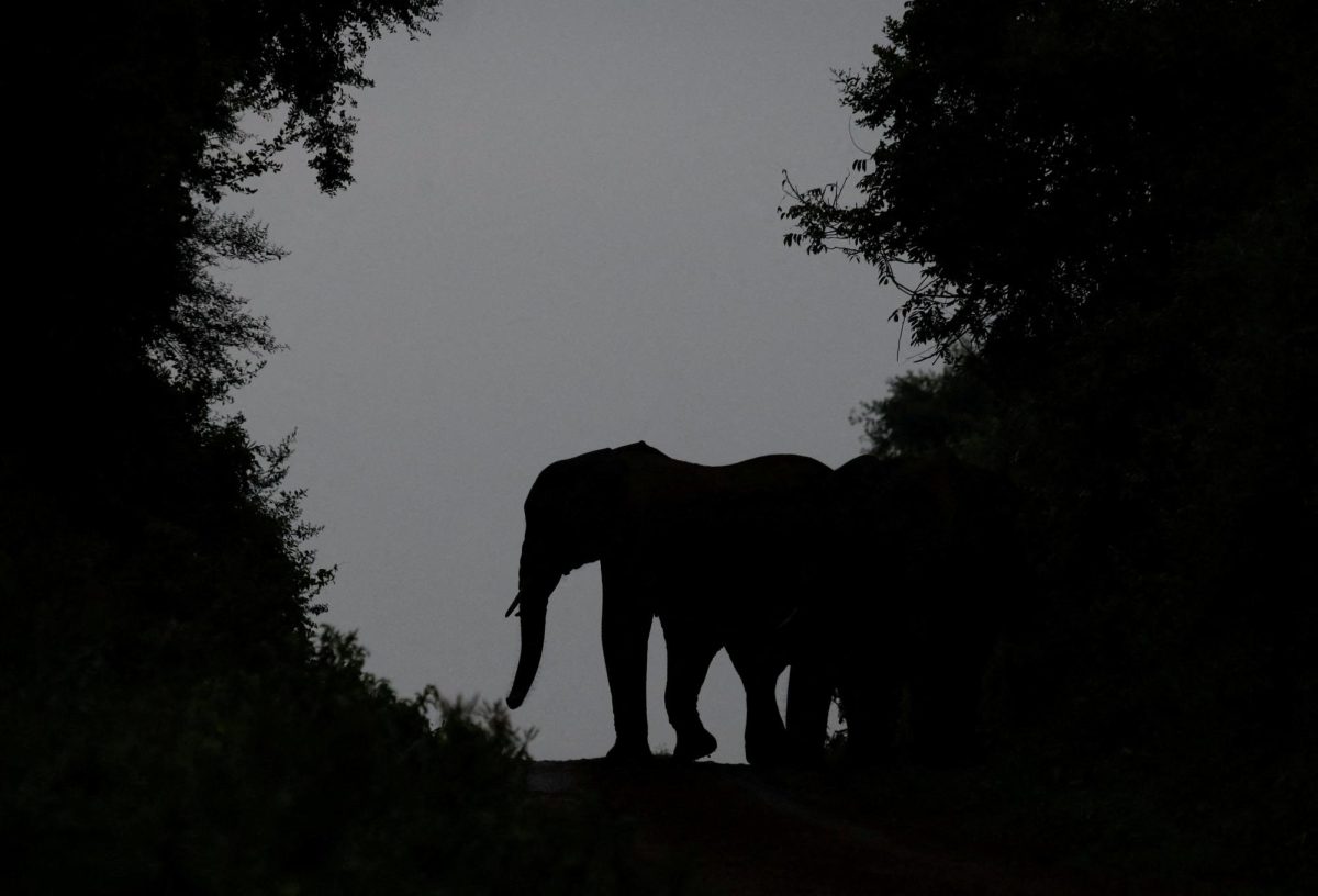 An elephant is silhouetted as it walks at dusk in the Aberdare National Park in Nyeri County, Kenya, August 20, 2024. REUTERS / Monicah Mwangi