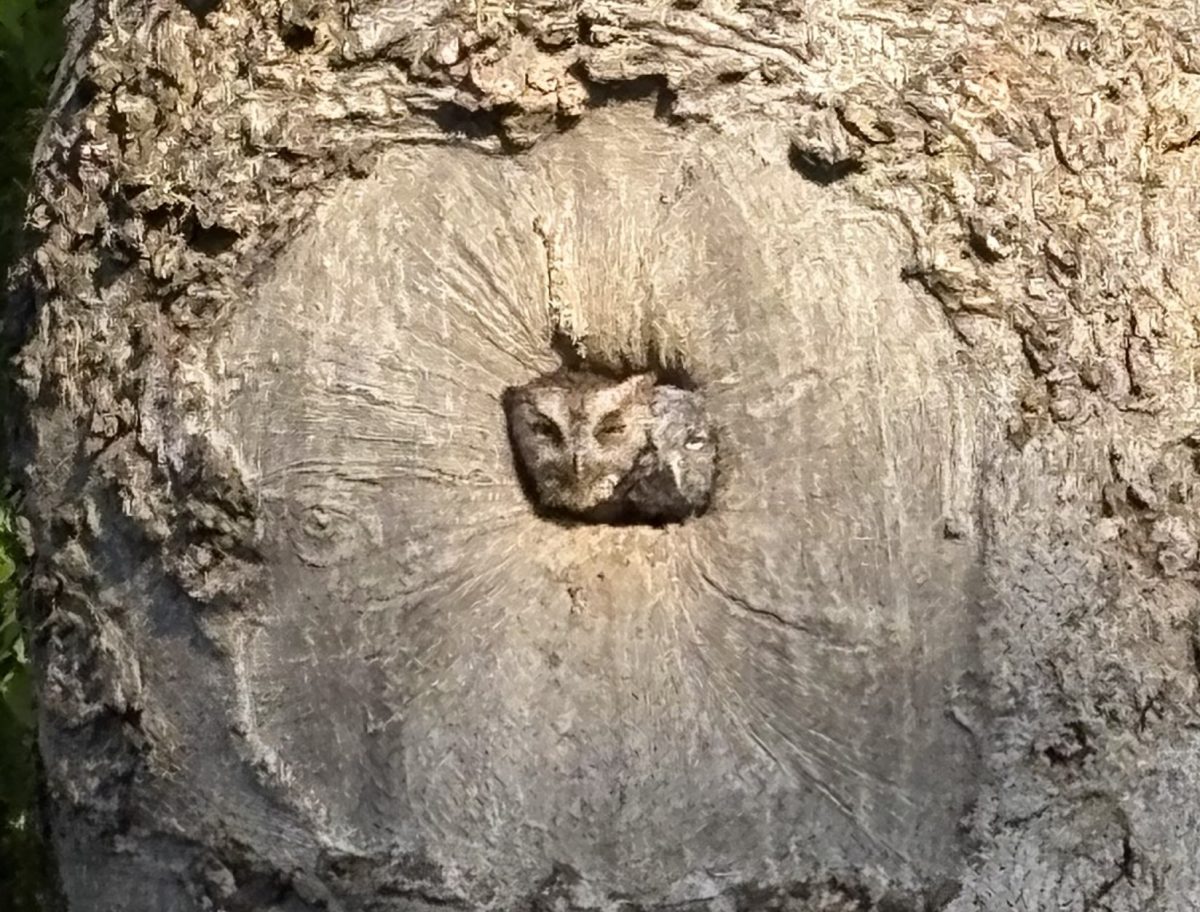 Owls nestle in a tree on Blair Boulevard in Nashville, TN. Photo by Grace Holbrook.