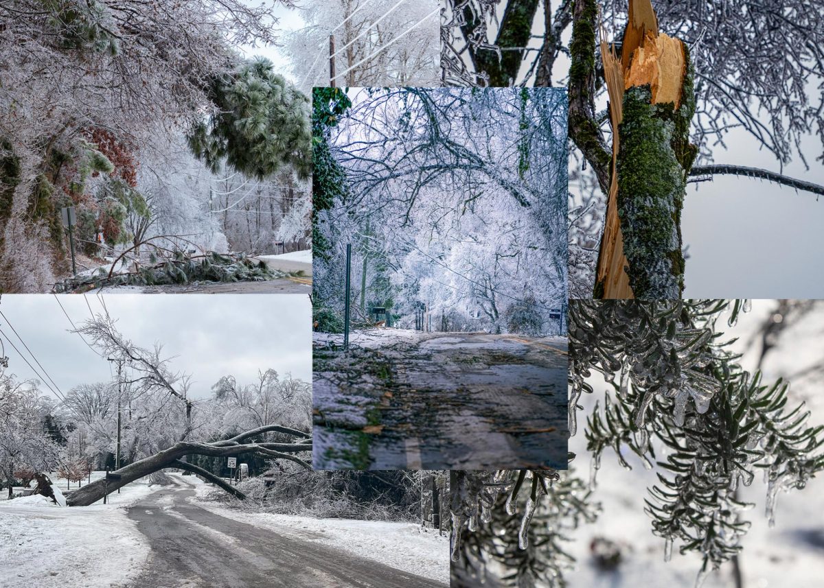 Hundreds of trees across Nashville were damaged during Winter Storm Fern. Collage by Laura Rodio, with photos by Theo Burgess, Joseph Jewett, Charles Hall and Aiden Tolley